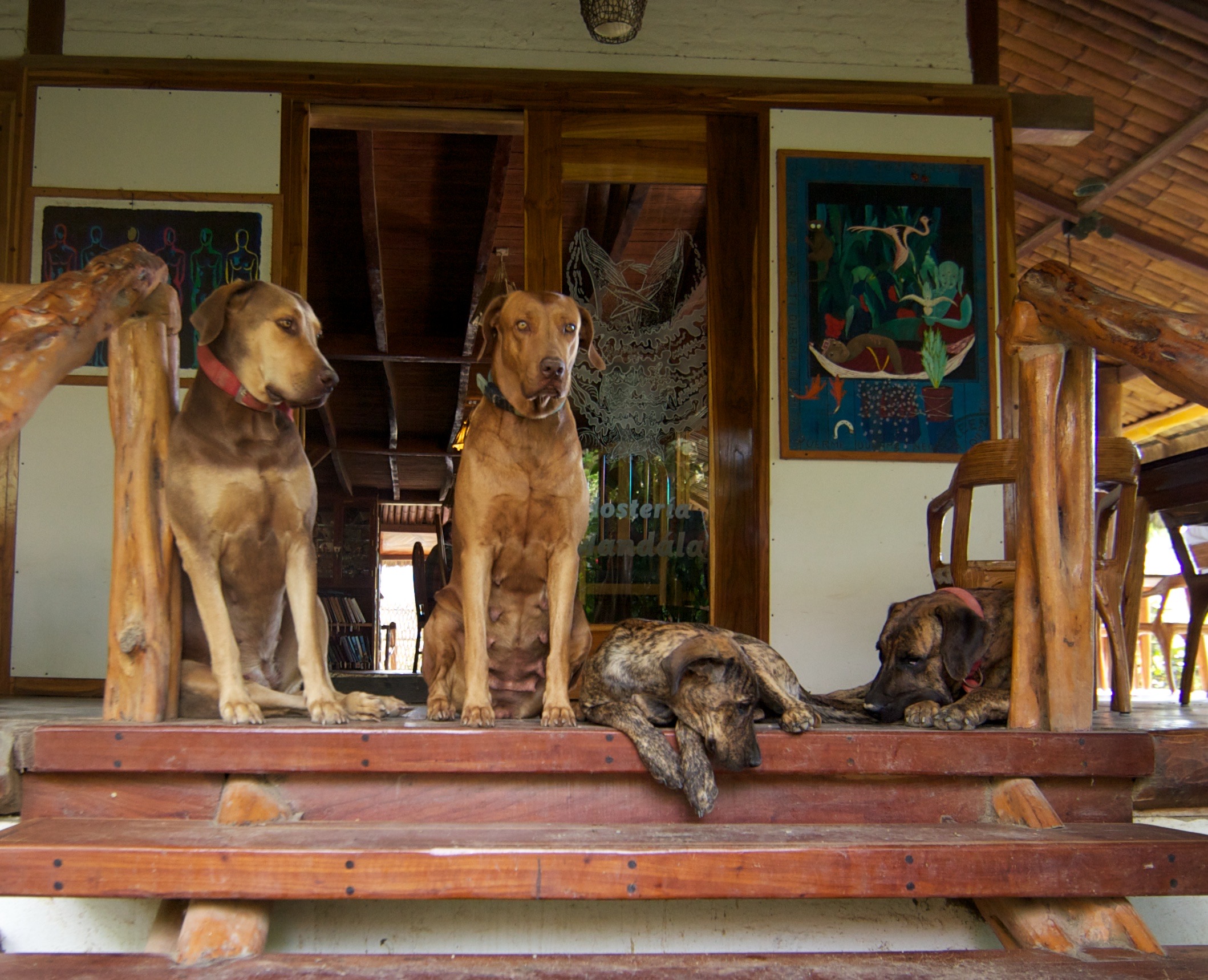 Dogs sitting in beach house